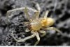 yello_sac_spider.top.jpg